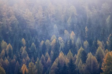 Sonbahar sisi orman dağları, ağaçlar sis manzarası