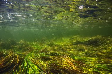 Nehir manzarasında yeşil yosunlar, nehir manzarası, ekoloji doğası.