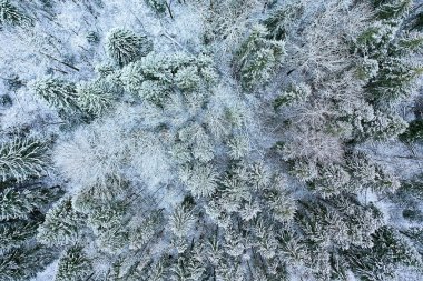 Ağaçlar don dronu, soyut görünüm arka plan Aralık manzarası açık hava ağaçları kar