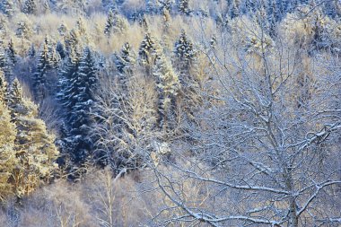 Kış ormanlarında yılbaşı ağacı