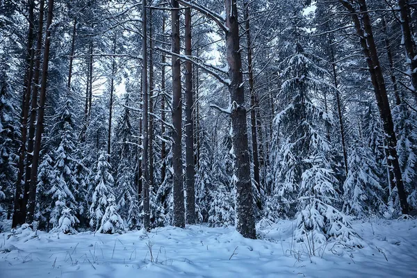 Sapins Hiver Dans Paysage Forestier Avec Neige Couverte Décembre — Photo