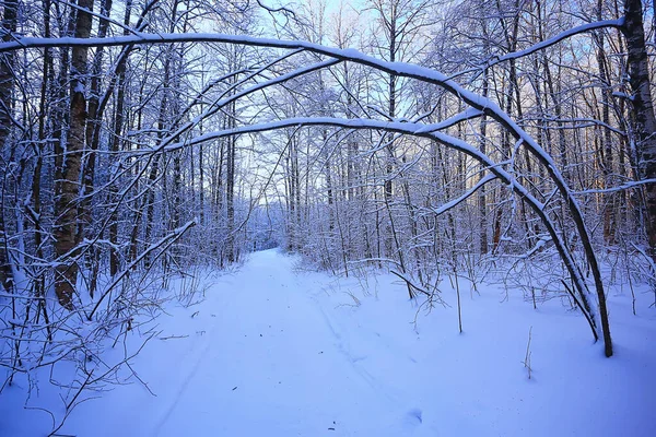 Branches Couvertes Givre Fond Abstrait Hiver Décembre Vue — Photo