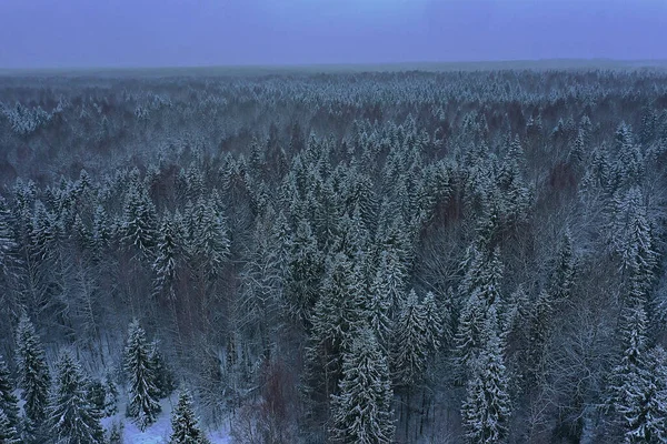 Bäume Wald Frost Von Oben Ansicht Hintergrund Abstrakt Drohne Ansicht — Stockfoto