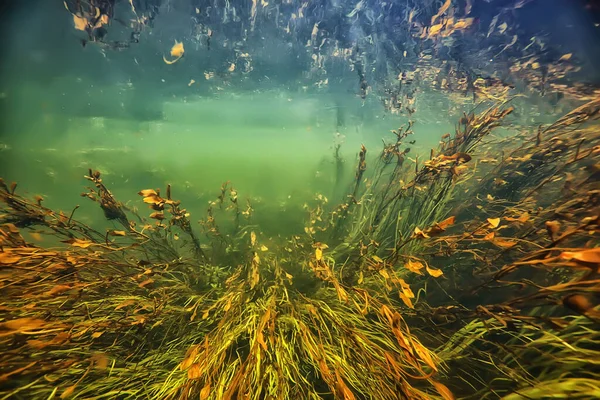 Paysage Sous Marin Multicolore Dans Rivière Eau Claire Des Algues — Photo