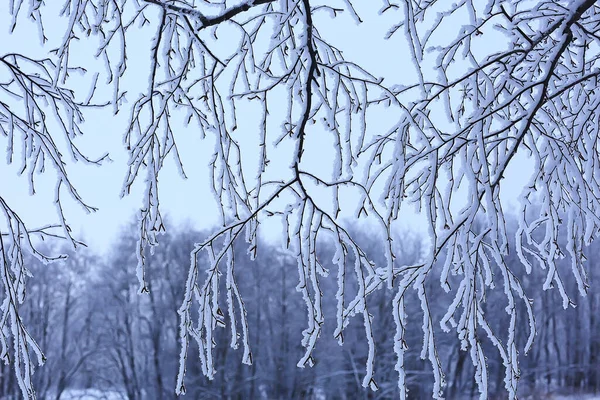 Κλαδιά Καλύπτονται Φόντο Παγετό Αφηρημένη Άποψη Του Χειμώνα Δεκέμβριος — Φωτογραφία Αρχείου