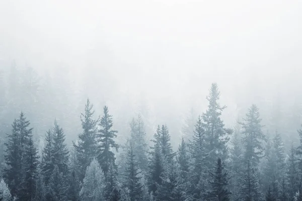 Podzimní Mlha Krajina Lesní Hory Stromy Pohled Mlha — Stock fotografie