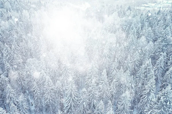 Trees Forest Frost Top View Background Abstract Drone View Nature — Stock Photo, Image