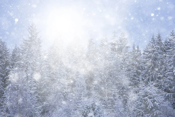 冬の背景雪の木抽象的なぼやけた白 — ストック写真