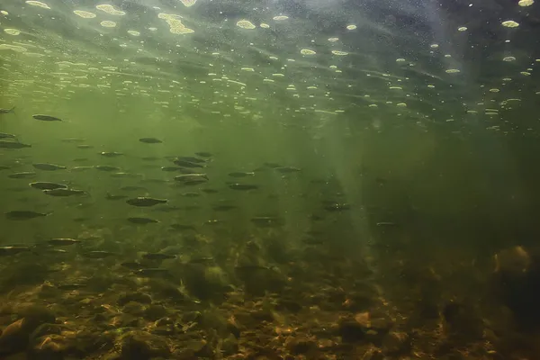 Suyun Altında Küçük Balık Sürüsü Tatlı Kasvetli Balık Ançüezli Deniz — Stok fotoğraf