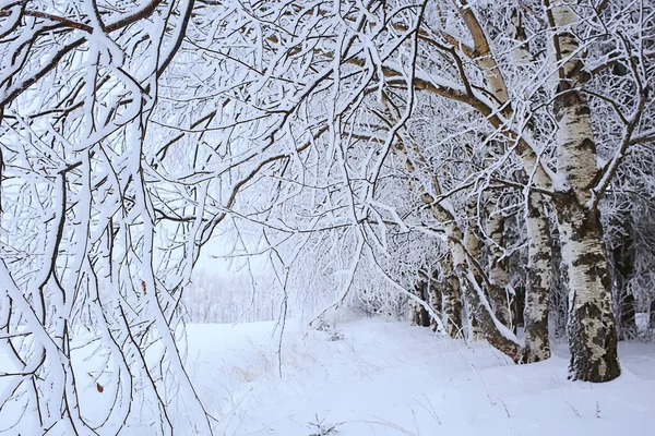 Alberi Del Paesaggio Invernale Coperti Brina — Foto Stock