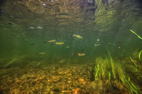 魚水中の浅瀬抽象的な背景 海の生態系 — ストック写真
