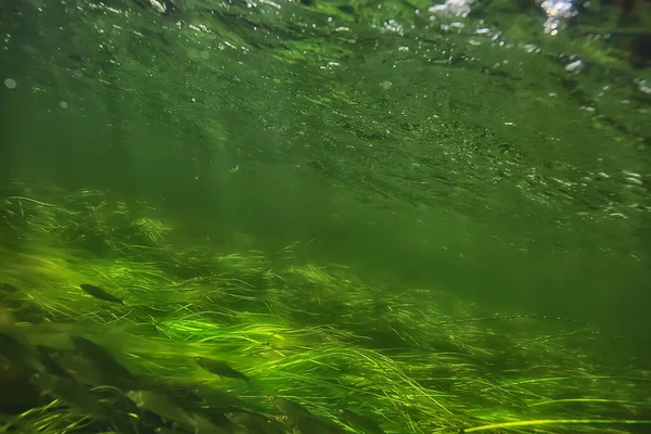 Algas Verdes Bajo Agua Paisaje Fluvial Paisaje Ecología Naturaleza — Foto de Stock