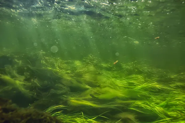 Güneş Işınları Suyun Altında Deniz Manzarası Tatlı Nehri Dalışı — Stok fotoğraf