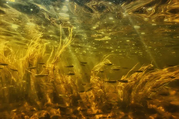 Зграя Дрібної Риби Під Водою Прісноводна Риба Анчоусівського Моря — стокове фото