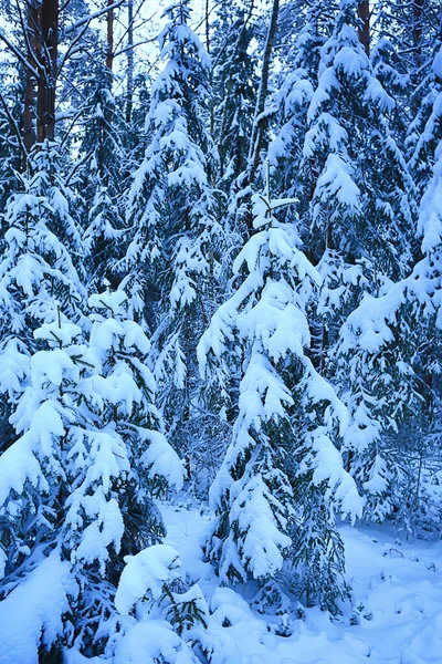 Forêt Conifères Couverte Givre Paysage Hivernal Arbres Neige — Photo