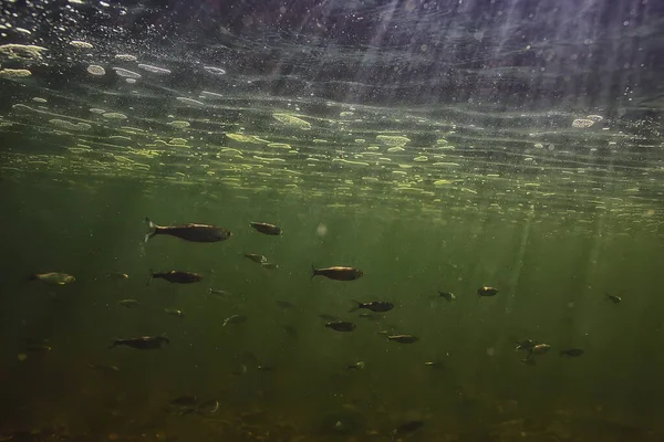 Bandada Peces Pequeños Bajo Agua Peces Desolados Agua Dulce Paisaje — Foto de Stock