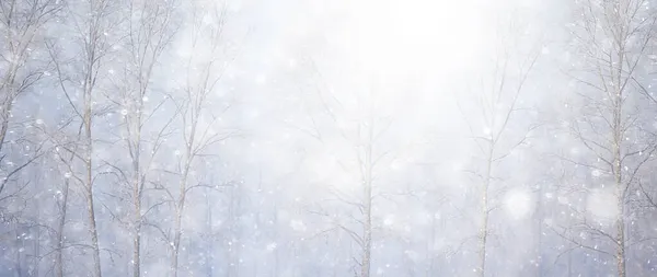 Winter Background Snowfall Trees Abstract Blurred White — Stock Photo, Image