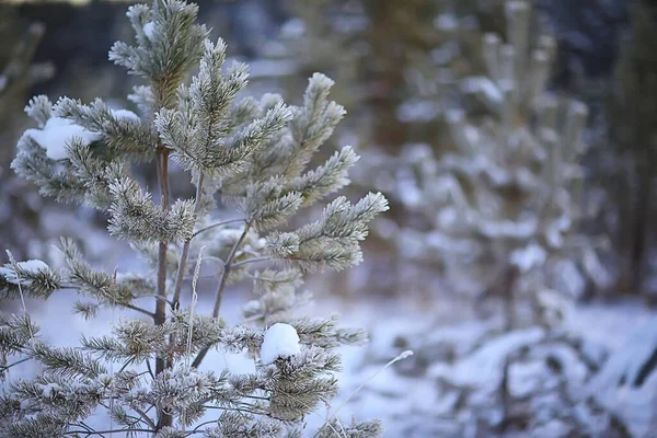 Grenar Täckta Med Frost Bakgrund Abstrakt Vinter December — Stockfoto