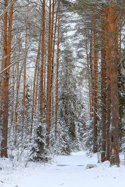 12月に雪に覆われた森の中の冬のモミの木 — ストック写真