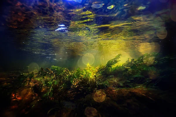 Veelkleurig Onderwaterlandschap Rivier Algen Helder Water Planten Onder Water — Stockfoto