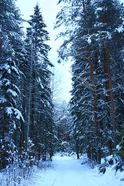 冬の森のクリスマスツリークリスマスの風景 — ストック写真