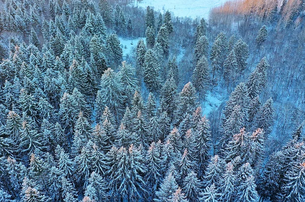 Fák Erdő Fagy Felső Nézet Háttér Elvont Drón Kilátás Természet — Stock Fotó
