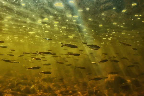 Peixe Cardume Subaquático Fundo Abstrato Natureza Mar Oceano Ecossistema — Fotografia de Stock