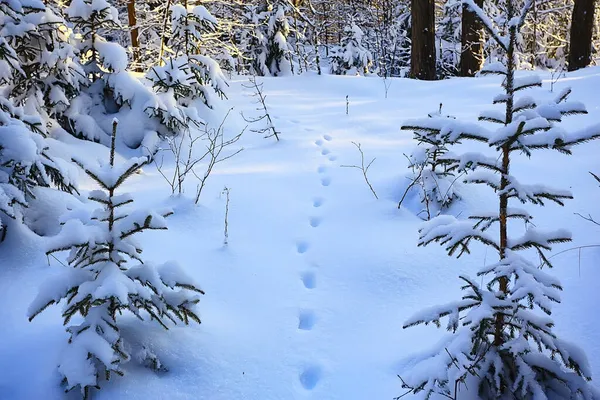 12月に雪に覆われた森の中の冬のモミの木 — ストック写真