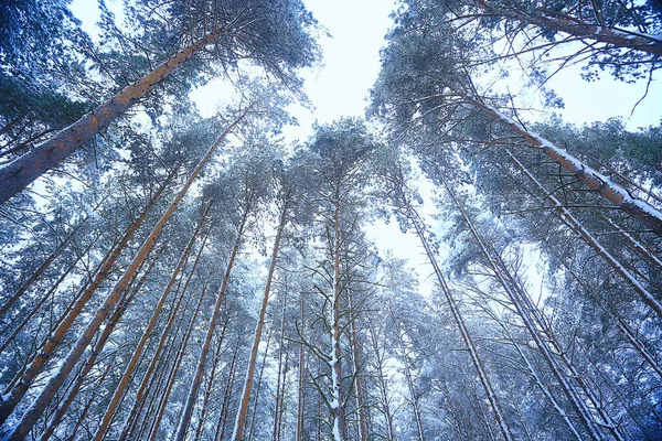 Stock image branches covered with frost background abstract winter december view