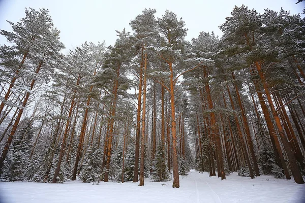 Winter Fir Trees Forest Landscape Snow Covered December — Stock Photo, Image