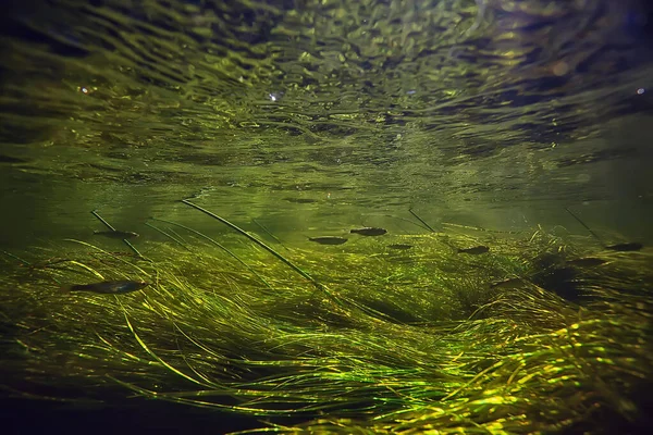 Зграя Дрібної Риби Під Водою Прісноводна Риба Анчоусівського Моря — стокове фото