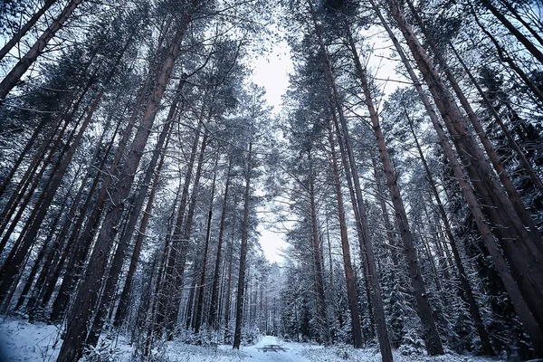 Zimní Jedle Lesní Krajině Sněhem Pokrytým Prosinci — Stock fotografie
