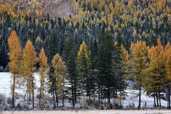Avond Winter Bos Landschap Uitzicht Donkere Bomen Mystieke — Stockfoto
