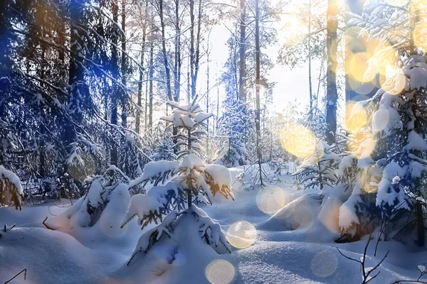 Kış Ormanlarında Yılbaşı Ağacı — Stok fotoğraf