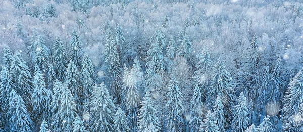 Alberi Foresta Gelo Vista Dall Alto Sfondo Astratto Drone Vista — Foto Stock
