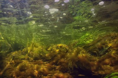 Nehirdeki çok renkli sualtı manzarası, temiz su yosunları, suyun altındaki bitkiler.
