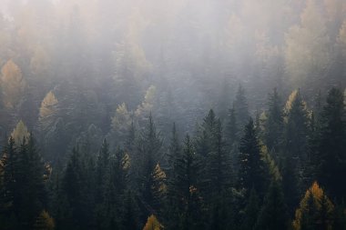 Sonbahar sisi orman dağları, ağaçlar sis manzarası