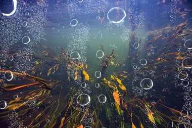 Nehir manzarasında yeşil yosunlar, nehir manzarası, ekoloji doğası.
