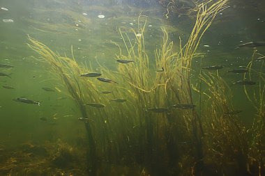 Suyun altında küçük balık sürüsü, tatlı su kasvetli balık ançüezli deniz manzarası