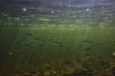 Suyun altında balık sürüsü, soyut arka plan deniz doğası deniz ekosistemi