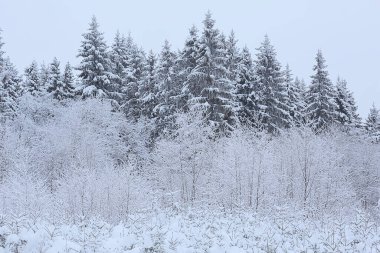 Kozalaklı orman, kışın yağışlı arka planla kaplı kar ağaçları.