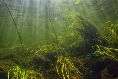Güneş ışınları suyun altında, deniz manzarası tatlı su nehri dalışı