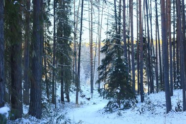 Kış ormanlarında yılbaşı ağacı