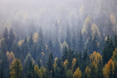 Sonbahar sisi orman dağları, ağaçlar sis manzarası