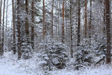Kozalaklı orman, kışın yağışlı arka planla kaplı kar ağaçları.