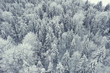 Ağaçlar orman buzu üst görünüm arka plan, soyut drone görünüm doğa mevsimsel kış çayırı