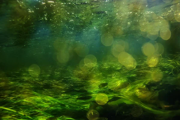 Fundo Verde Água Doce Subaquática Com Raios Sol Sob Água — Fotografia de Stock