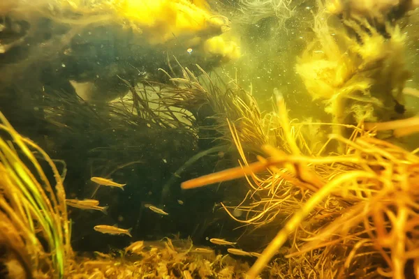 魚水中の浅瀬抽象的な背景 海の生態系 — ストック写真