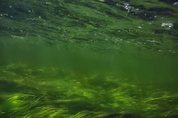 Πράσινα Φύκια Υποβρύχια Στο Ποτάμιο Τοπίο Riverscape Οικολογία Φύση — Φωτογραφία Αρχείου