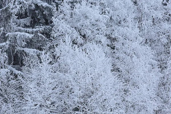 Zimní Krajina Stromy Pokryté Chrastítkem — Stock fotografie